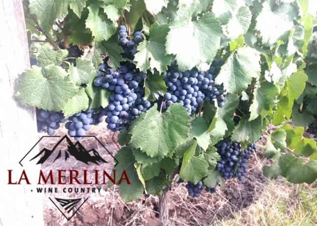 Terrenos La Merlina Country Wine - La Consulta Mendoza